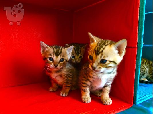 PoulaTo: Bengal X Kittens